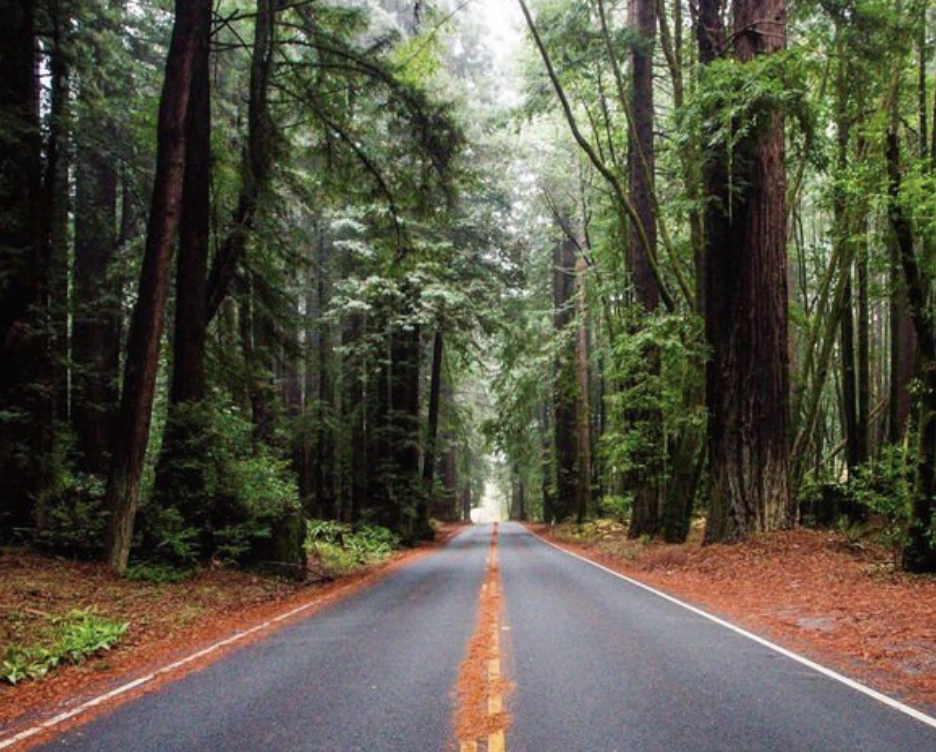 Redwood trees along route CA-128 (Courtesy Visit Mendocino)
