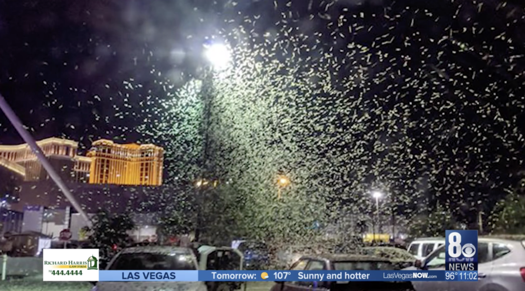 Huge light beam triggers invasion of grasshoppers in Las Vegas