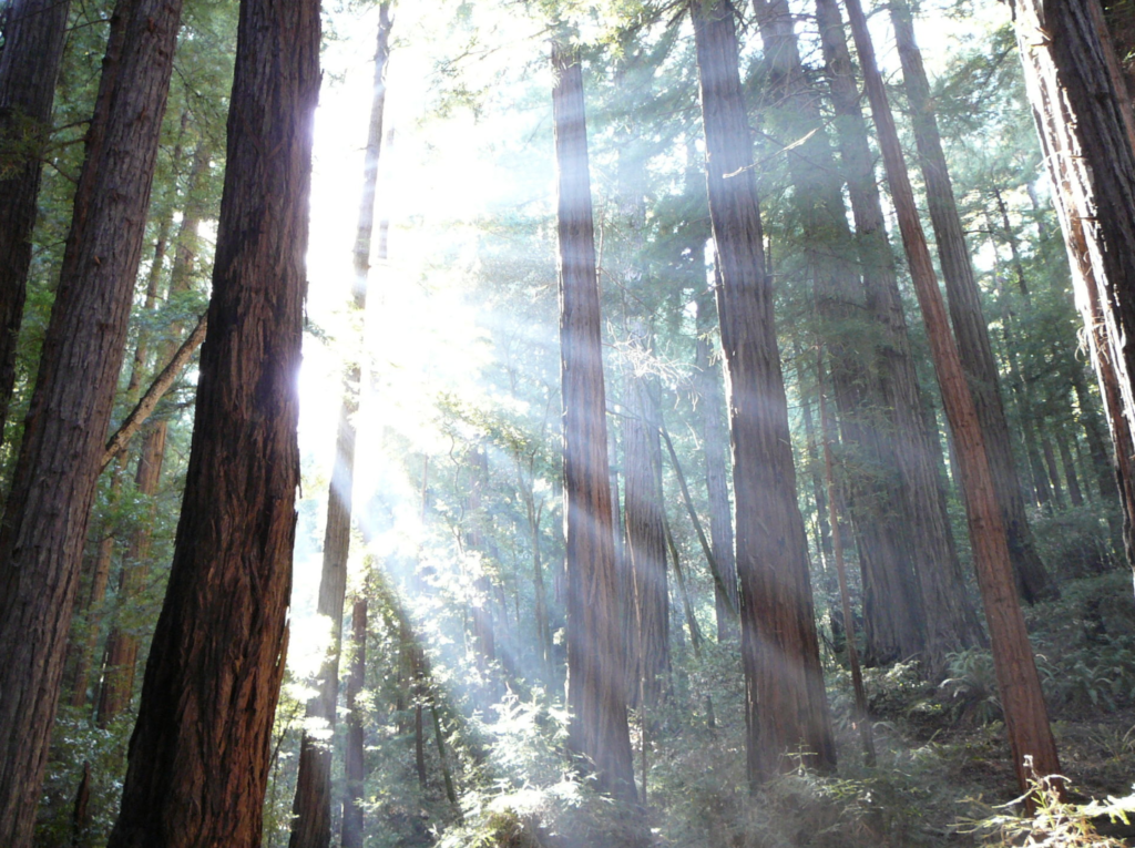 Muir Woods